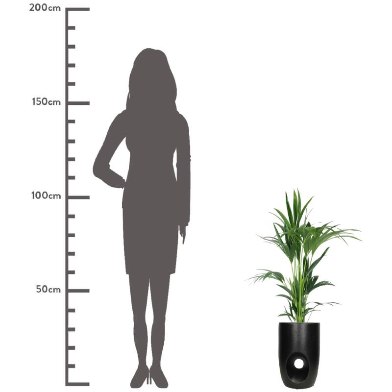 SAKSIJA ZA CVEĆE - Planter Fine Earthenware Black 22x22x34.2cm - Slika 3